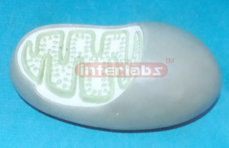 MODEL OF MITOCHONDRION